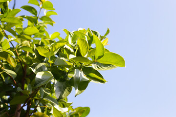 Fresh green leaves of garcinia cowa (Garcinia Cowa Roxb) - obrazy, fototapety, plakaty