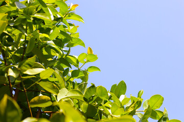 Fresh green leaves of garcinia cowa (Garcinia Cowa Roxb) - obrazy, fototapety, plakaty