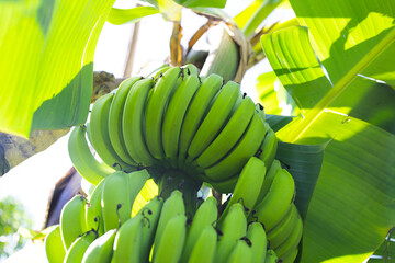 A bunch of green bananas ob tree