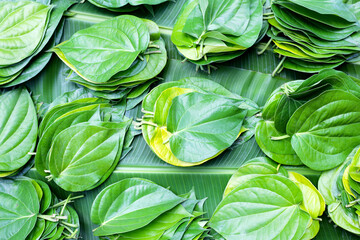 Green leaves of betel plant