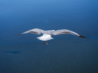 Fototapeta na wymiar Seagull in flight, shot from above, Cape Town, South Africa