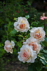 Obraz na płótnie Canvas Beautiful roses Chandos Beauty