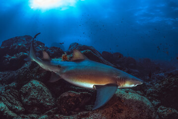 Shark Fernando de Noronha Brazil