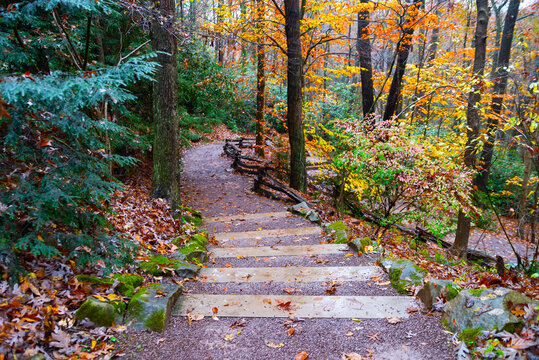stone stairs in the middle of nature in a rainy autumn landscape. Autumn wet forest.