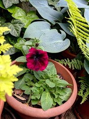 Close up of bright pink Petunia