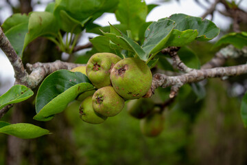 Pêra selvagem européia. Pyrus Pyraster. Fruta