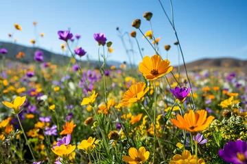 Tuinposter wide-angle shot of vibrant wildflower field with clear blue sky in the background © K Love Studios