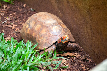 O jabuti-piranga (Chelonoidis carbonaria)também é chamado abreviadamente como jabuti, jaboti, jabutim, jabuti-vermelho e curixá