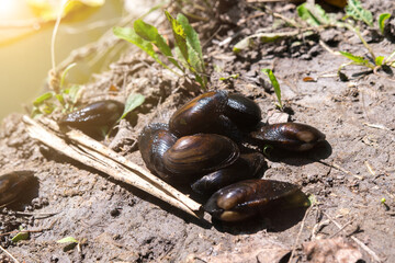 annual toothed mussels on the sand on the river bank close-up