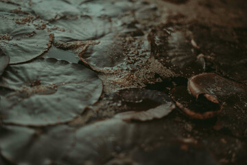 Pond