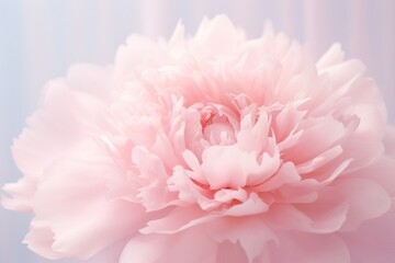 Close-up of a delicate pink peony with a soft gradient backdrop, suitable for text.
