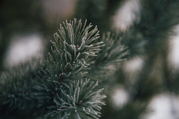 Naklejka na ściany i meble Nature Winter background with snowy pine branches, shallow depth of field. Pine tree in hoarfrost outdoors in winter forest, close up. beauty in nature