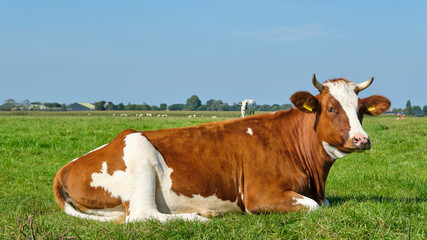 Fototapeta na wymiar Lying Frisian red and white cow with horns in a sunny meadow in Friesland The Netherlands in summer. Before 1800, the red and white breed was dominant in the Northern Netherlands. 