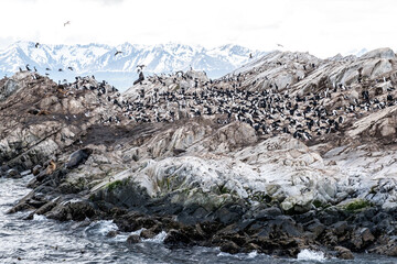 Cormorants (sea birds) island. Thousands of birds populate Bird Island in the Beagle Channel in Ushuaia, Argentina