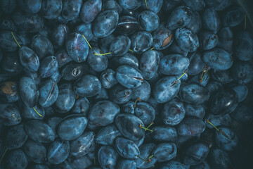 Ripe blue plum, vegetarian