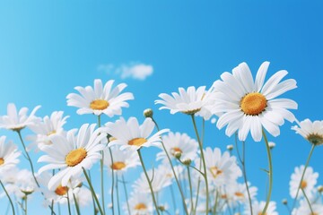 Cluster of vibrant daisies against clear sky.