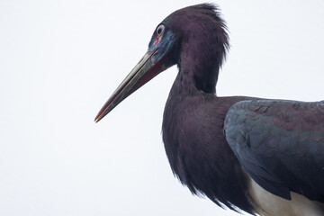 This close-up image captures the intriguing profile of an Abdim's stork, with its glossy purple-black feathers and contrasting white belly. The bird's long, pointed beak and intent gaze give it an