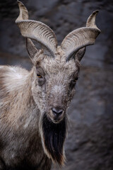 The photograph presents a close-up of a mountain goat, with its distinctive curved horns, textured coat, and penetrating gaze. The goat's rugged appearance, with a mix of grey and white fur and a