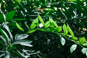 Obraz premium Perennial shrub with green oblong leaves growing in a shady formal botanical garden. A branch with fresh foliage. A twin of a tree, bush in sunlight.