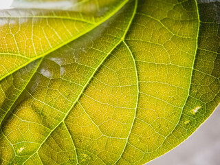 Details of the veins on the back of a grapevine leaf.