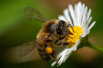 European Honey Bee (Apis mellifera) on a Mexican fleabane, Narooma, NSW, October 2023