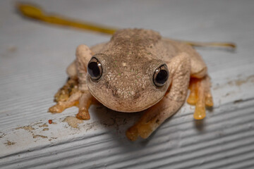 Peron's Tree Frog (Litoria peronii), Narooma, NSW, November 2023