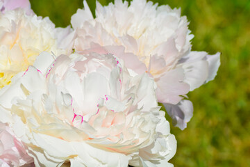 Close up photo of peony bouquet. 