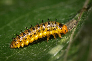 Pittosporum leaf beetle larvae (Lamprolina (genus)), Narooma, NSW, October 2023