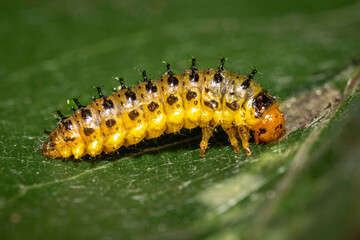Pittosporum leaf beetle larvae (Lamprolina (genus)), Narooma, NSW, October 2023