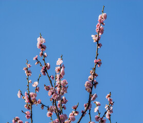 Japanese cherry flower over blue sky