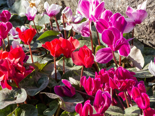 Exacum violet flower