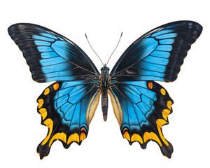 Obraz premium Beautiful flying butterfly isolated on white, transparent background
