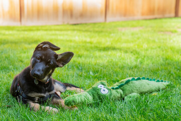 German Shepherd puppy lying on the back yard grass with her large stuffed animal toy. 