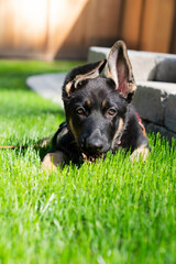 Up-close German Shepherd puppy staring straight at the camera. 