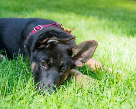 Sleepy German Shepherd puppy lying in the sunny grass. 