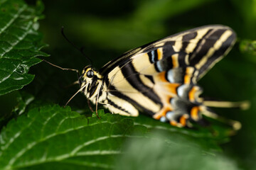 Fototapeta na wymiar Eastern Tiger Swallowtail Butterfly