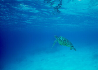 Fototapeta na wymiar sea ​​turtle swimming in the crystal clear waters of the Caribbean Sea