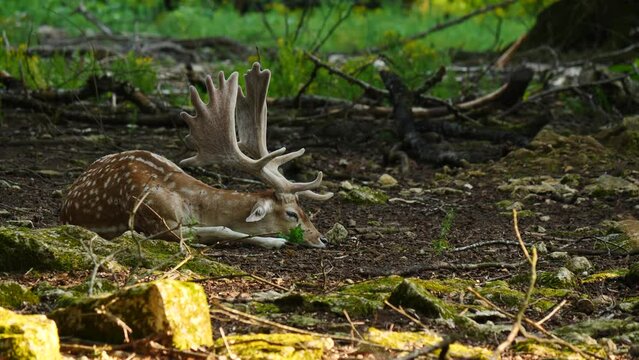 Male fallow deer, buck with antlers in natural environment. Deer Dama dama. Vision Park in Auberive region, France. Slow motion
