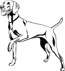 Cartoon Black and White Isolated Illustration Vector Of A Weimaraner Pet Puppy Dog Standing Up