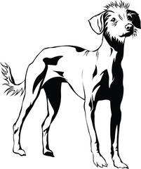 Cartoon Black and White Isolated Illustration Vector Of A Chinese Crested Pet Puppy Dog Standing Up