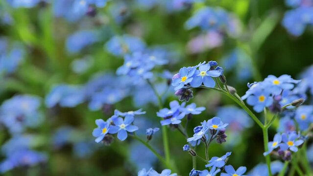 Forget-me-not flowers.Shady flower garden assortment. Blue flowers close-up.Beautiful blue flowers. Spring shade tolerant flowers. 4k footage