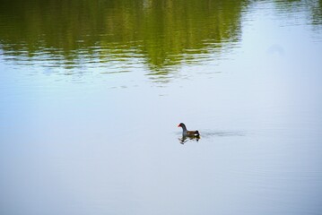 Bird in lake