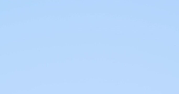 Flight of a black-headed gull in blue sky