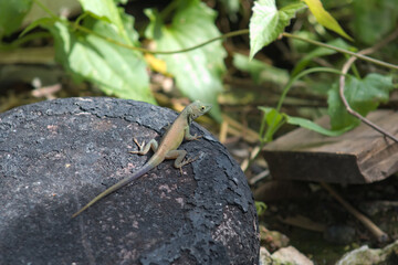 Lizard Animal on Rusty Surface