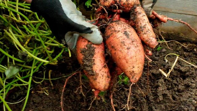 Sweet potato tubers in hands in the garden.Sweet potato harvest. High quality 4k footage