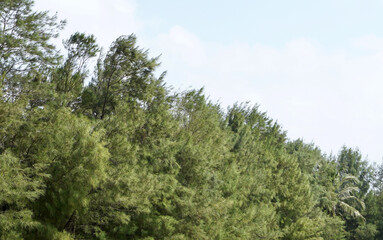 Casuarina Trees with Copyspace sky background in Mahabalipuram, Tamilnadu.