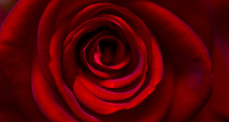 natural background with flowers macro with out of focus