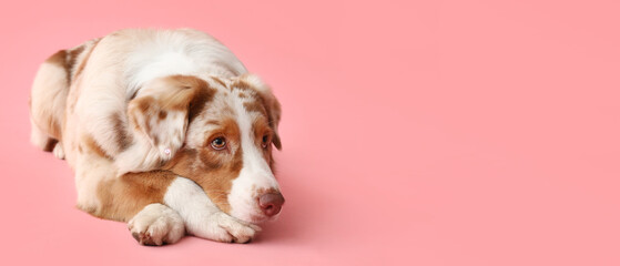 Lying cute Australian shepherd dog on pink background with space for text