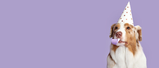 Cute Australian shepherd dog with birthday hat and party whistle on lilac background with space for...