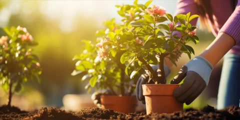Foto auf Acrylglas Azalee A person wearing gloves is tending to a potted pink azalea plant in a garden setting.